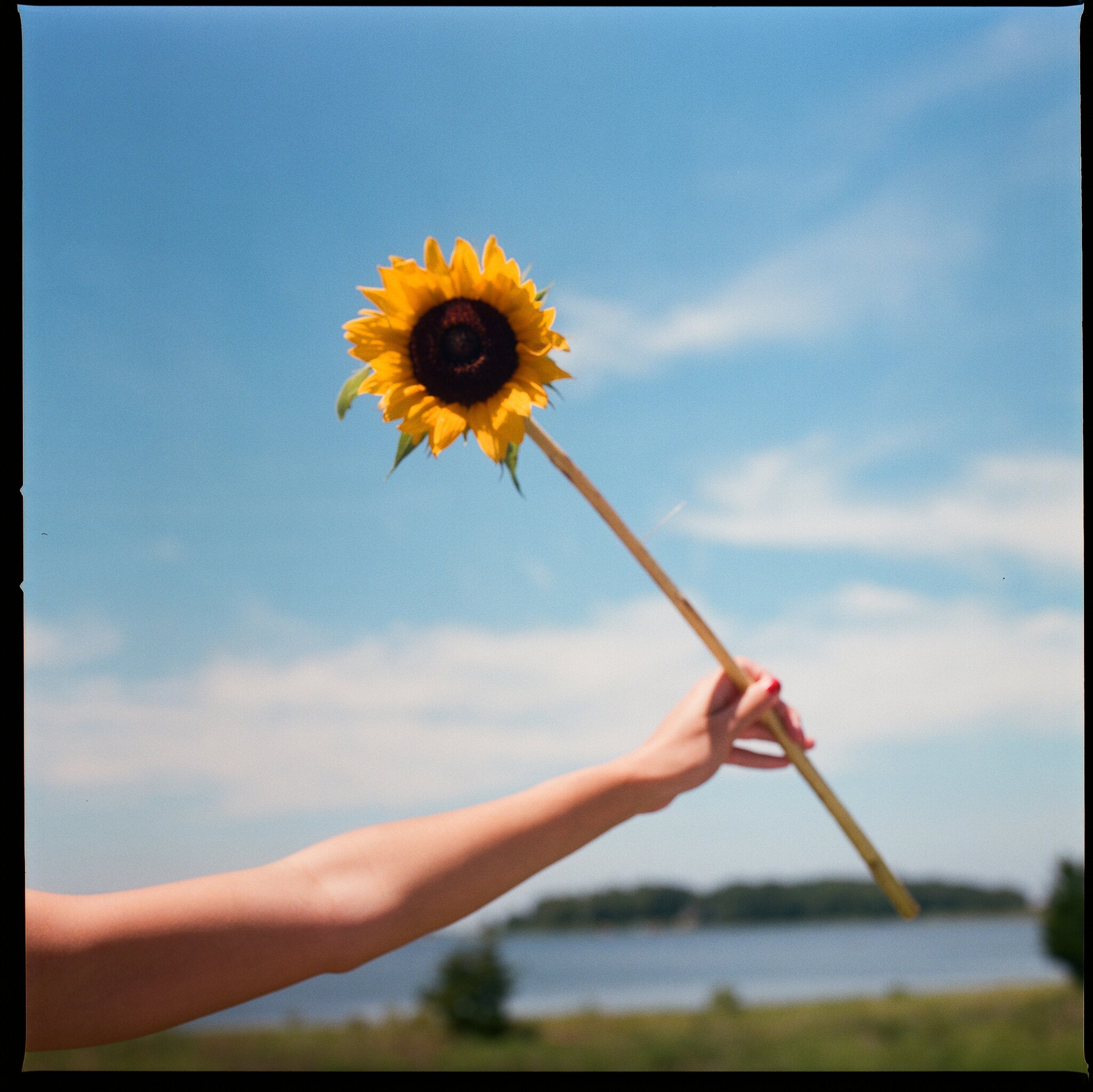 Sunflower by Alex Moore