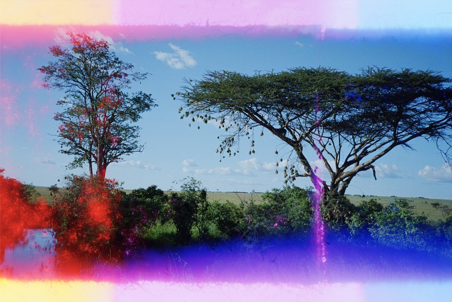 Africa Tree by Alex Moore