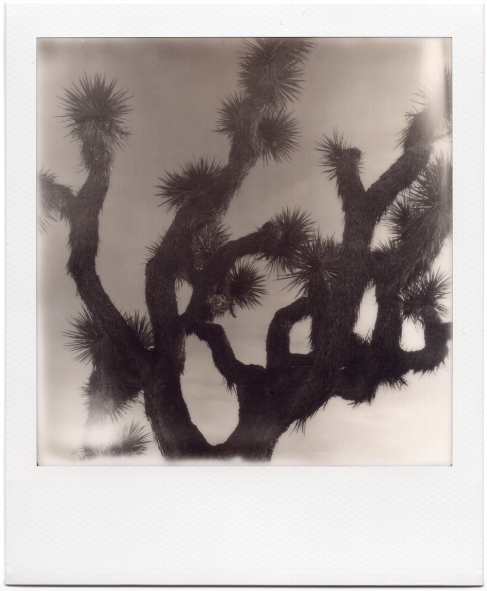 Joshua Tree by Alex Moore