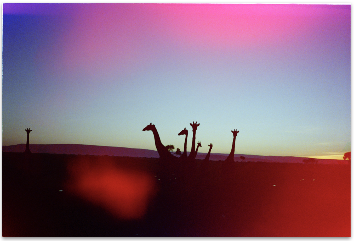 Giraffes at Sunrise by Alex Moore