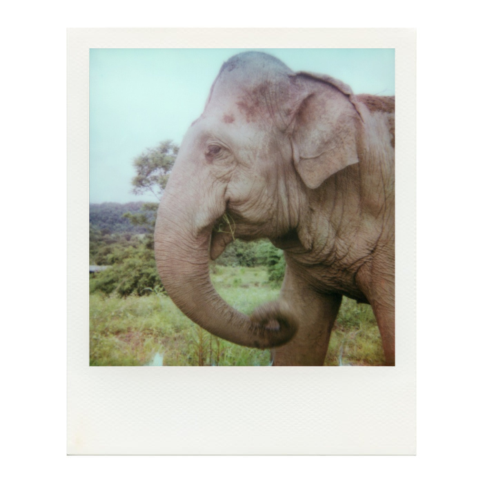 Elephant Front Polaroid by Dhagpo Lobsang